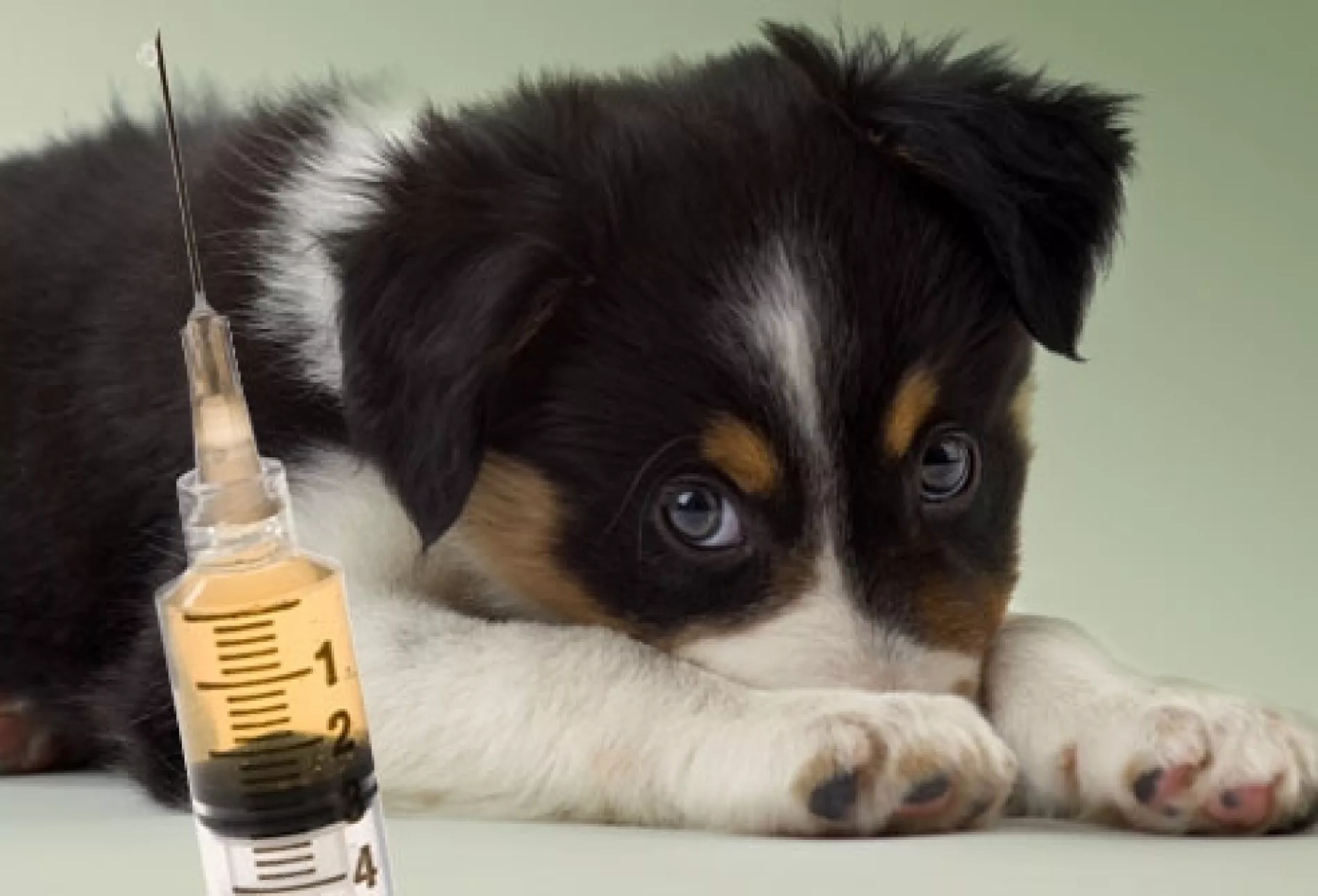 Nezabudnite ! Hromadné očkovanie psov proti besnote v MČ – Vajnory