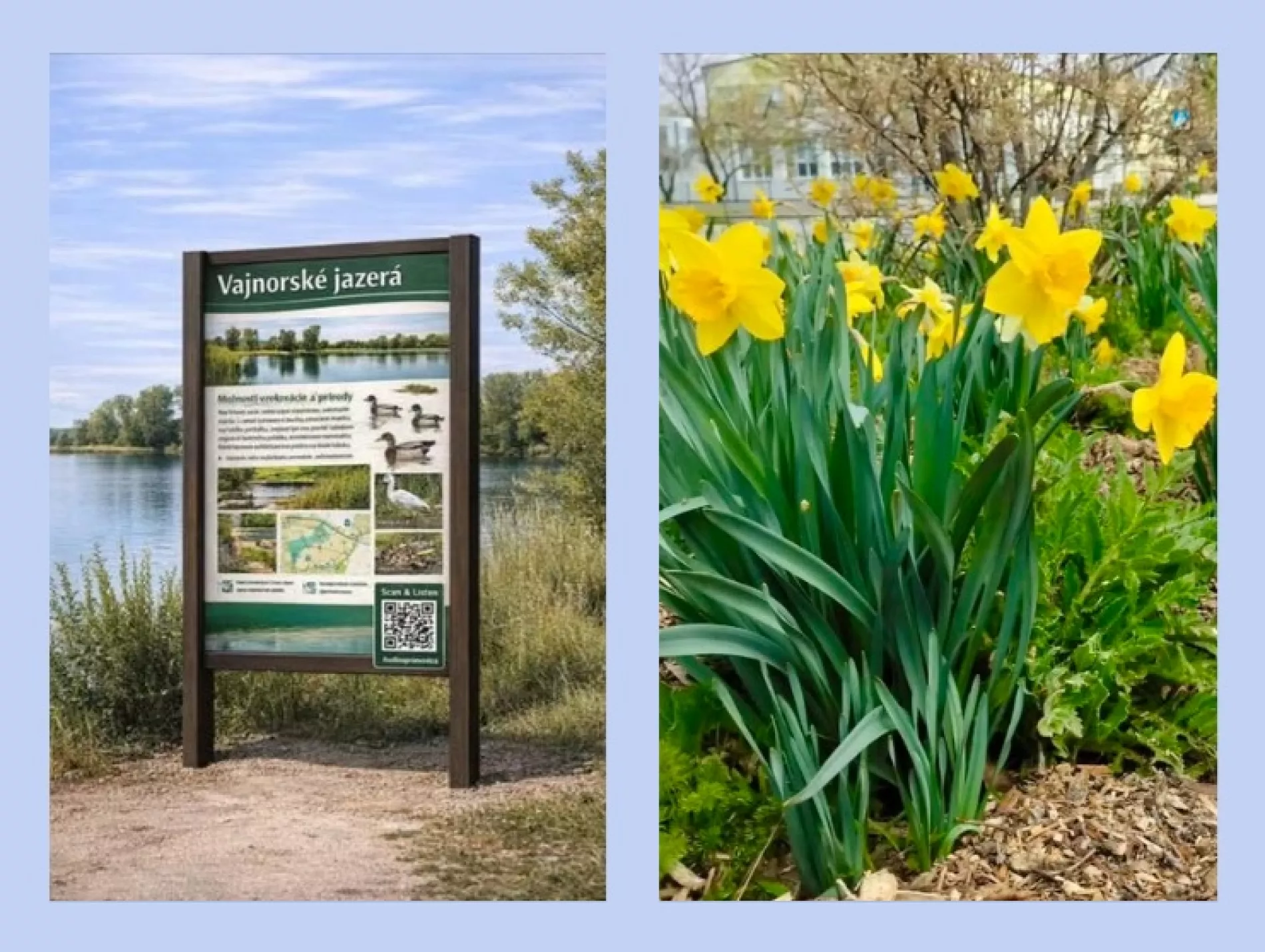 Z participatívneho rozpočtu na rok 2026 sa budú realizovať informačné tabule a výsadba cibuľovín