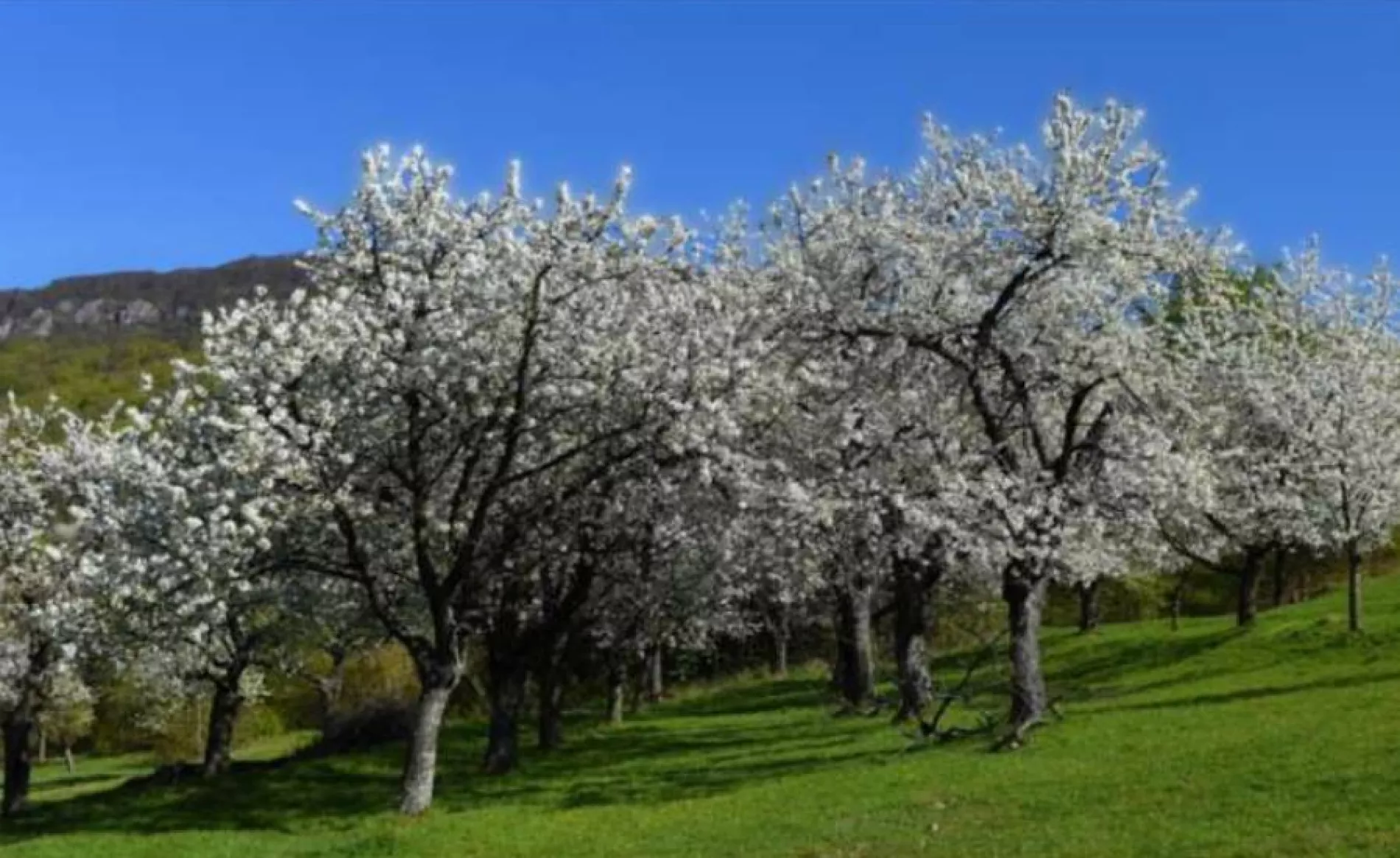 Výsadba Čerešňovej aleje popri ceste JURAVA