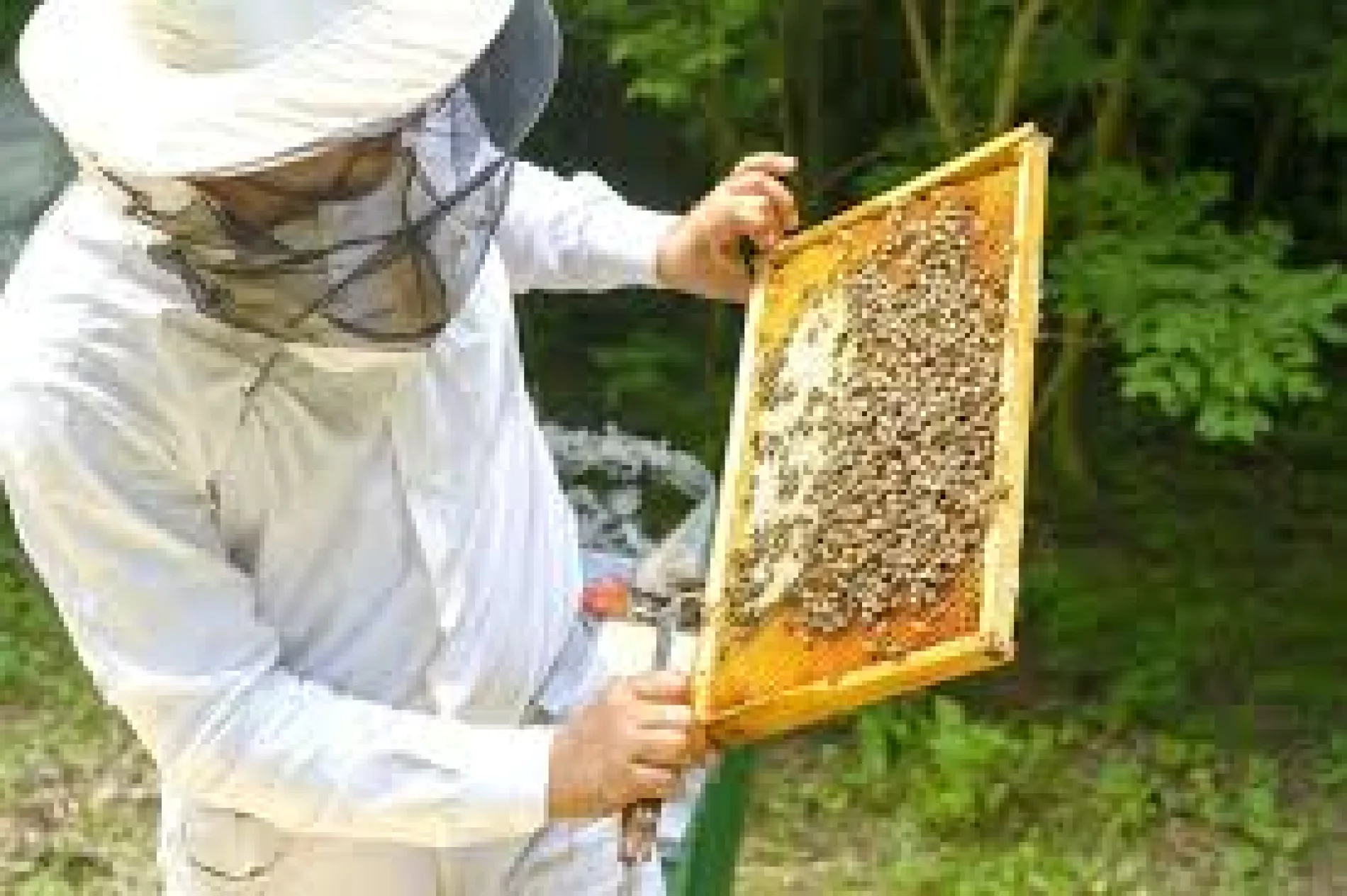 Zoznam včelárov na odchyt rojov pre rok 2018