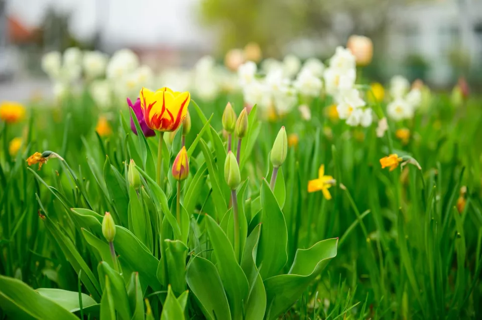 Celomestské Majstrovstvá Bratislavy v predzáhradkárčení sú späť 
