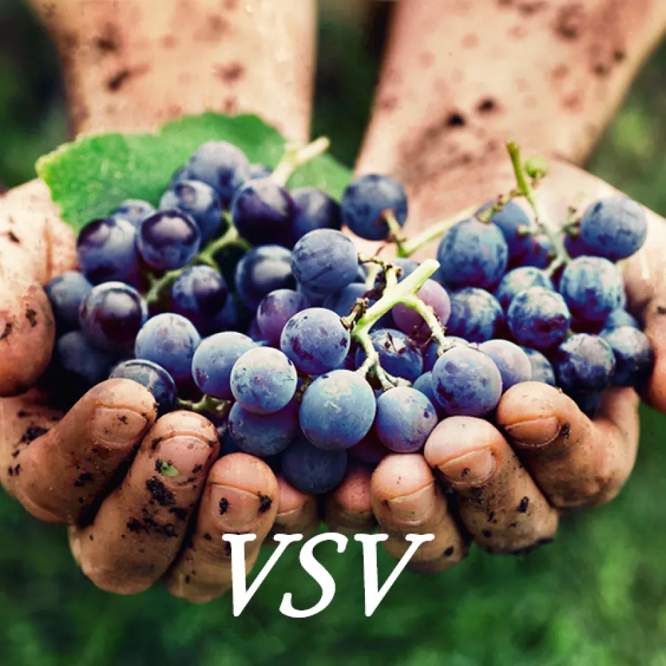 VSV - Vajnorský vinohradnícky spolok